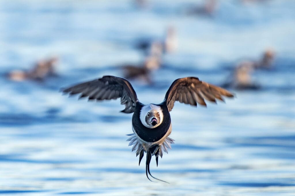 Male Long-tailed Duck