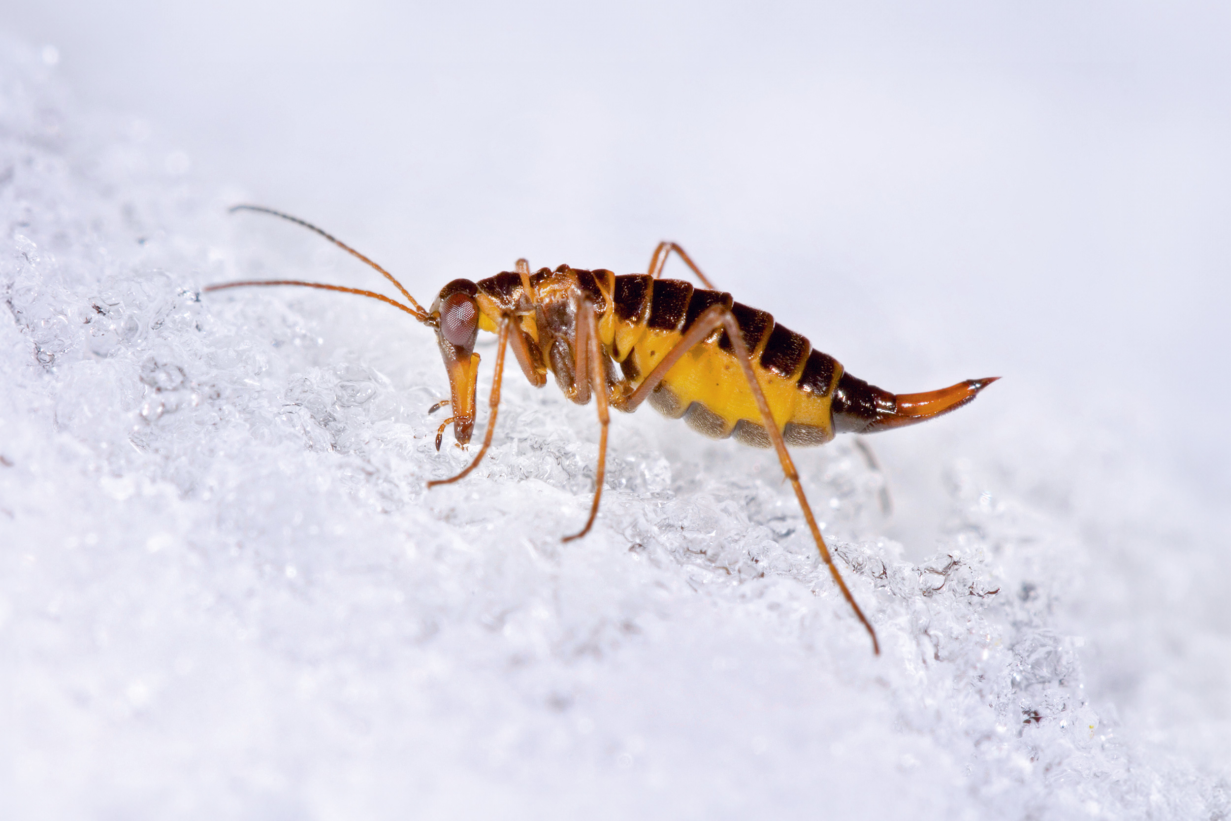 Female snow flea on snow.