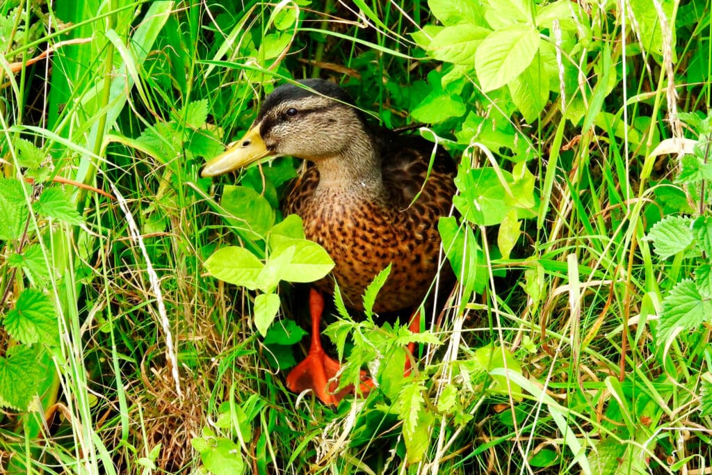 Mallard