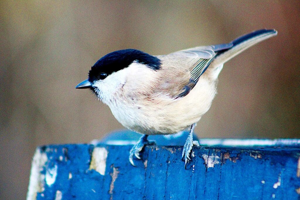 Adult Marsh Tit by Samuel Smith