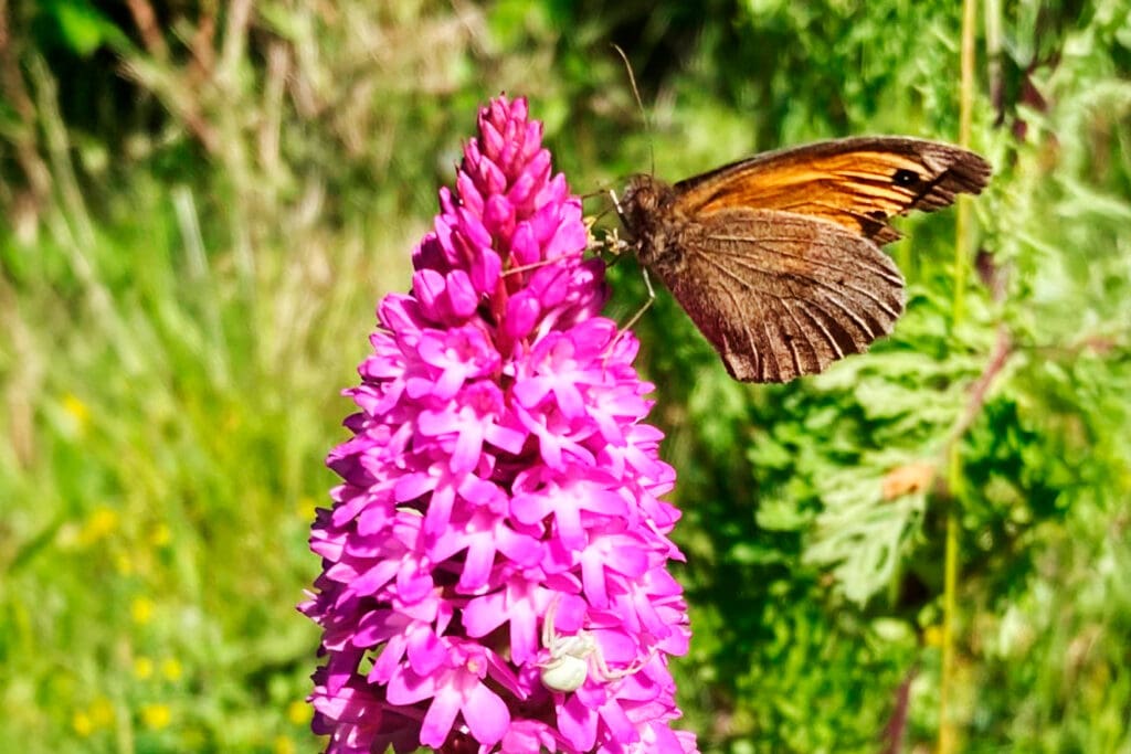 Pyramidal Orchid, Meadow Brown butterfly and Flower Crab Spider