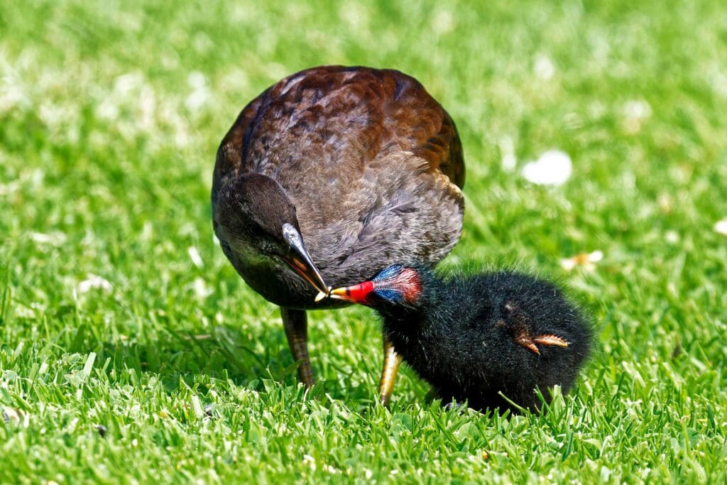 Moorhen feeding sibling