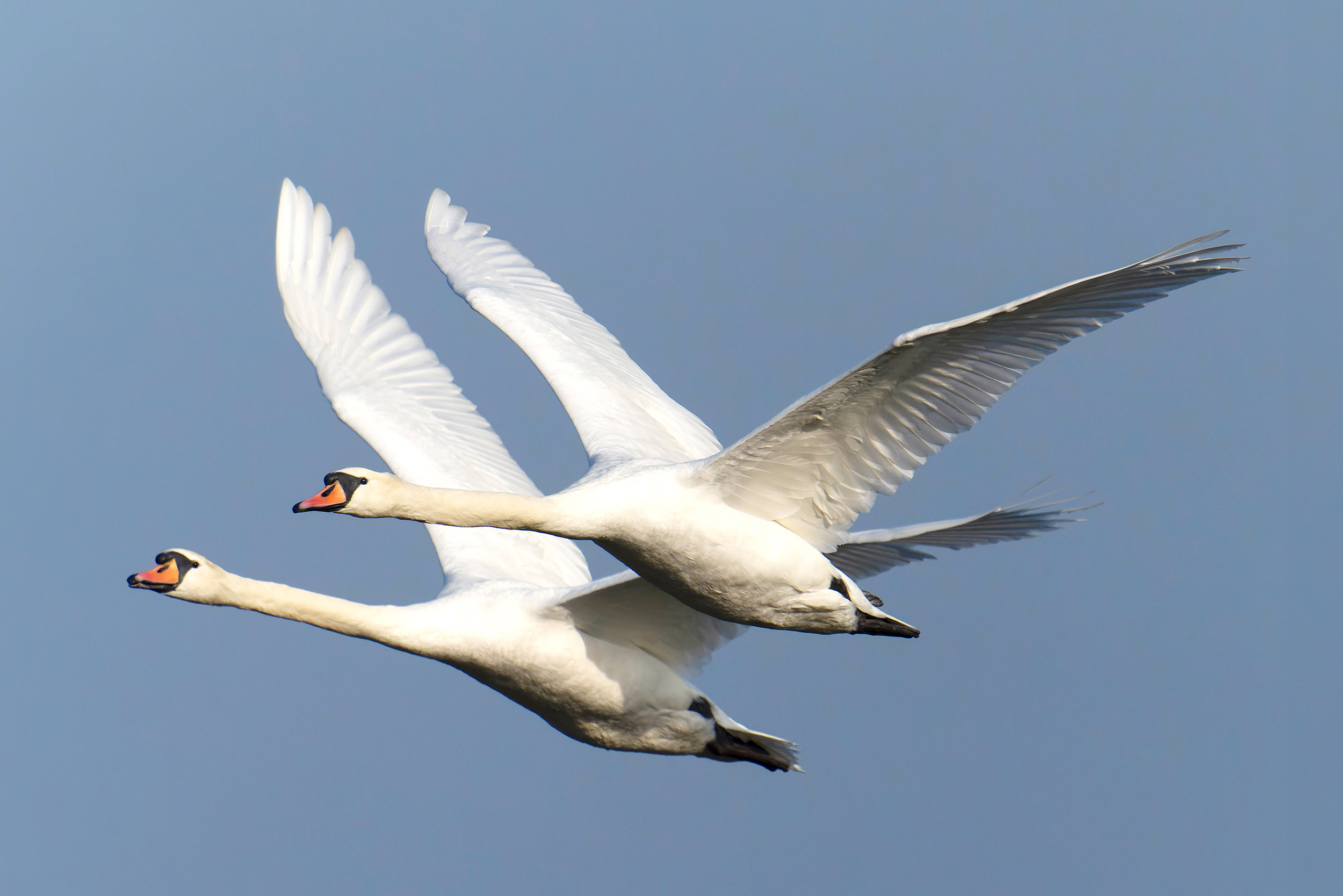 Two Mute Swans in flight