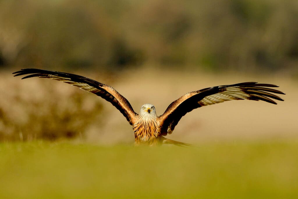 Red Kite on the ground with open wings.