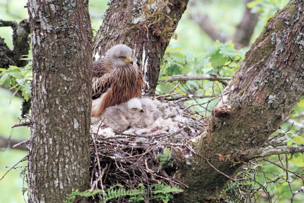 Red Kite nest with chick