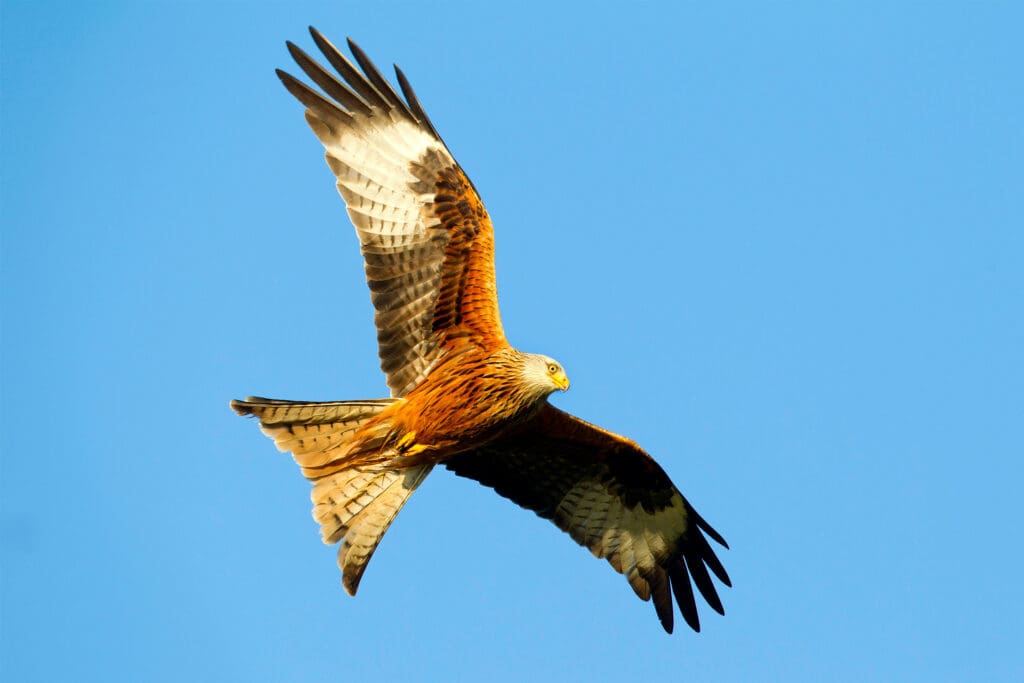 Red Kite flying against a blue sky.