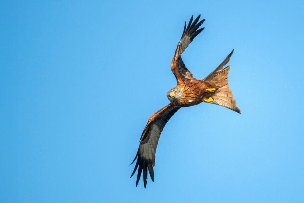 Red Kite swooping through the air against a blue sky.