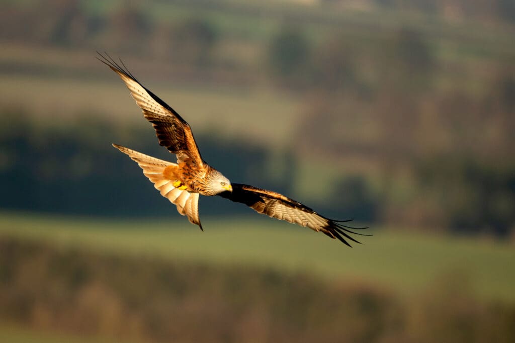 Red Kite soaring in front of a green landscape.