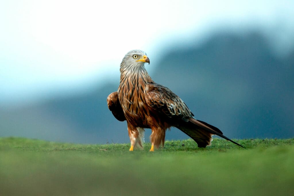 Red Kite standing on grass eyes up the camera.