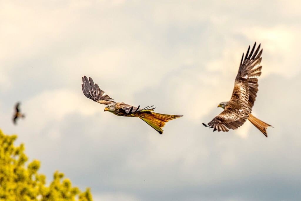 Two Red Kites flying in a cloudy sky.