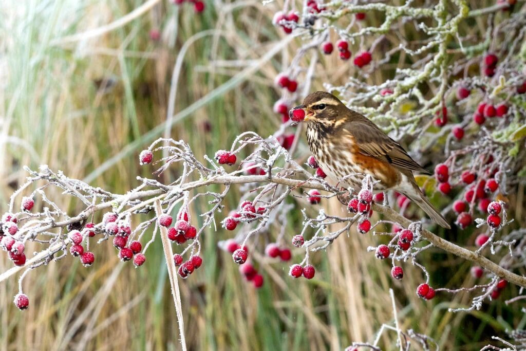 Redwing. Photo: PG