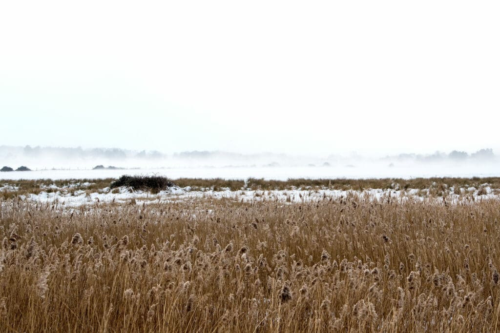 Reedbed in winter. Photo: PG