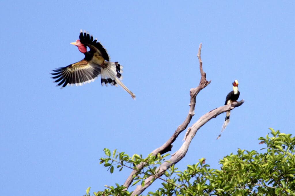 Two Helmeted Hornbills - one in flight and one perching on a branch.