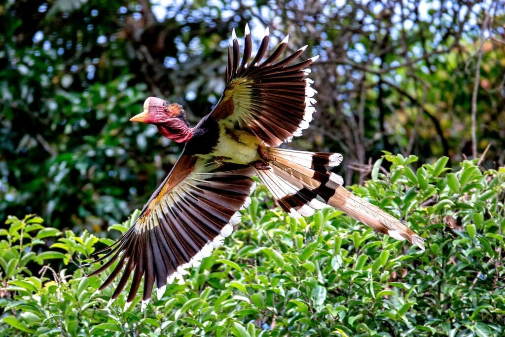 Helmeted Hornbill in flight, rainforest in the background