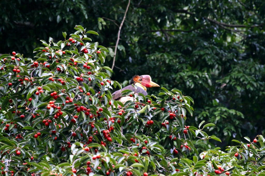 Helmeted Hornbill perching in a tree