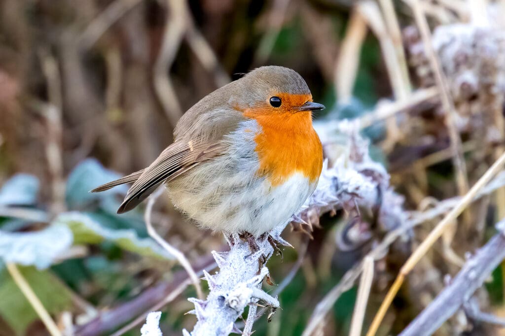 Robin in winter. Photo: CG