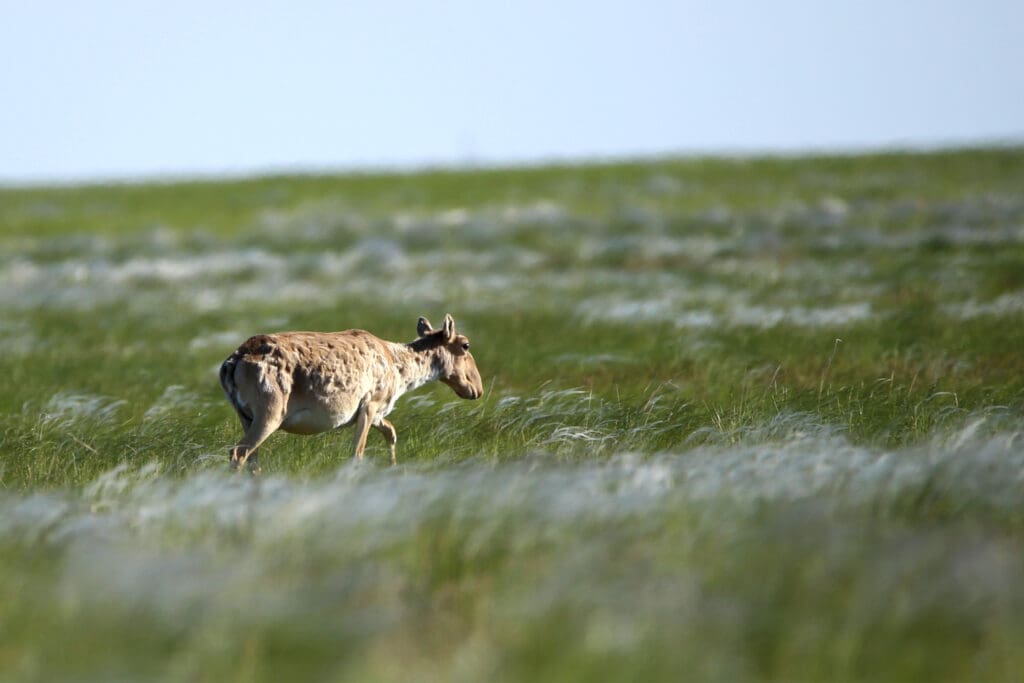 A lone Saiga Antelope