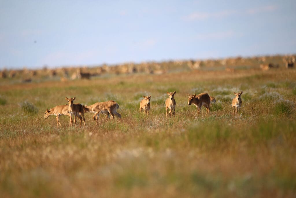 Saiga Antelopes on the Kazakh Steppe