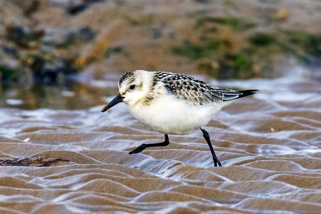 A Sanderling takes a stroll in its silvery winter plumage.