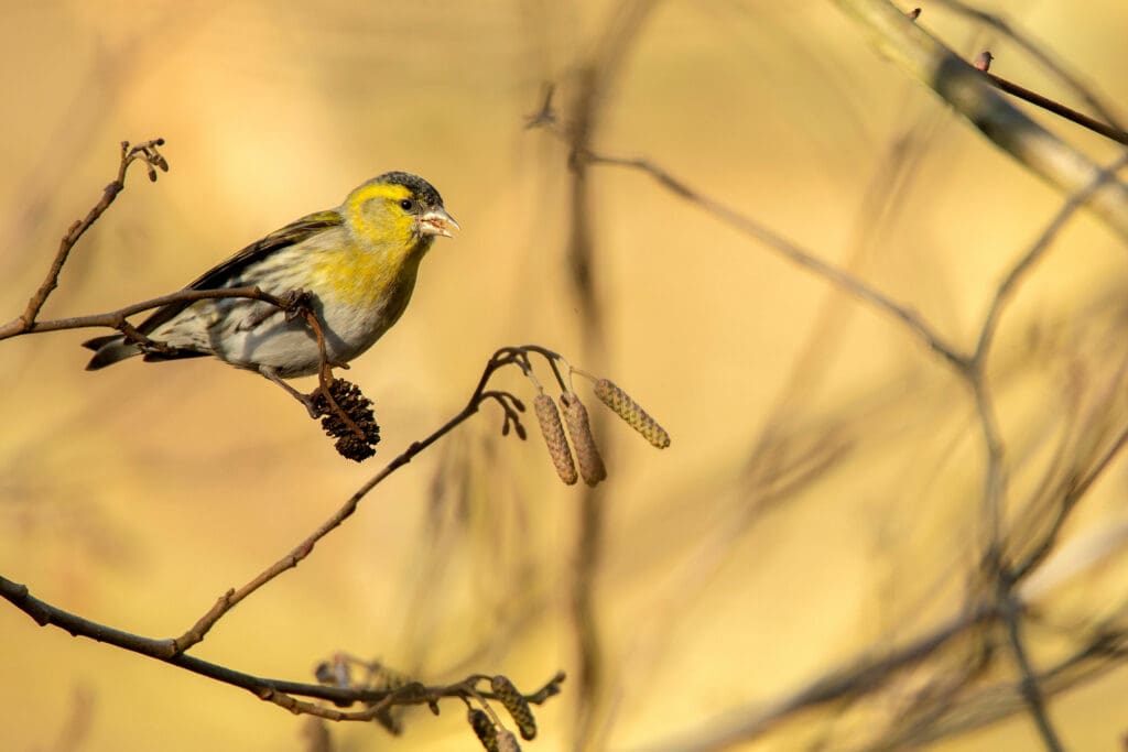 Siskin. Photo: Ben Andrew (rspb-images.com)