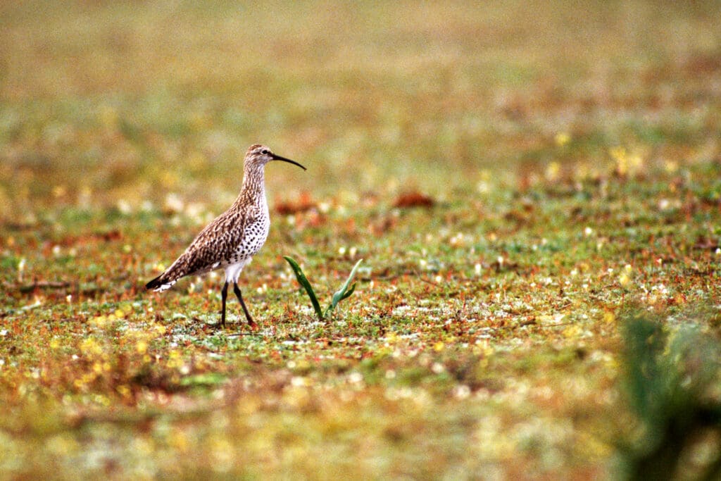 Slender-billed Curlew