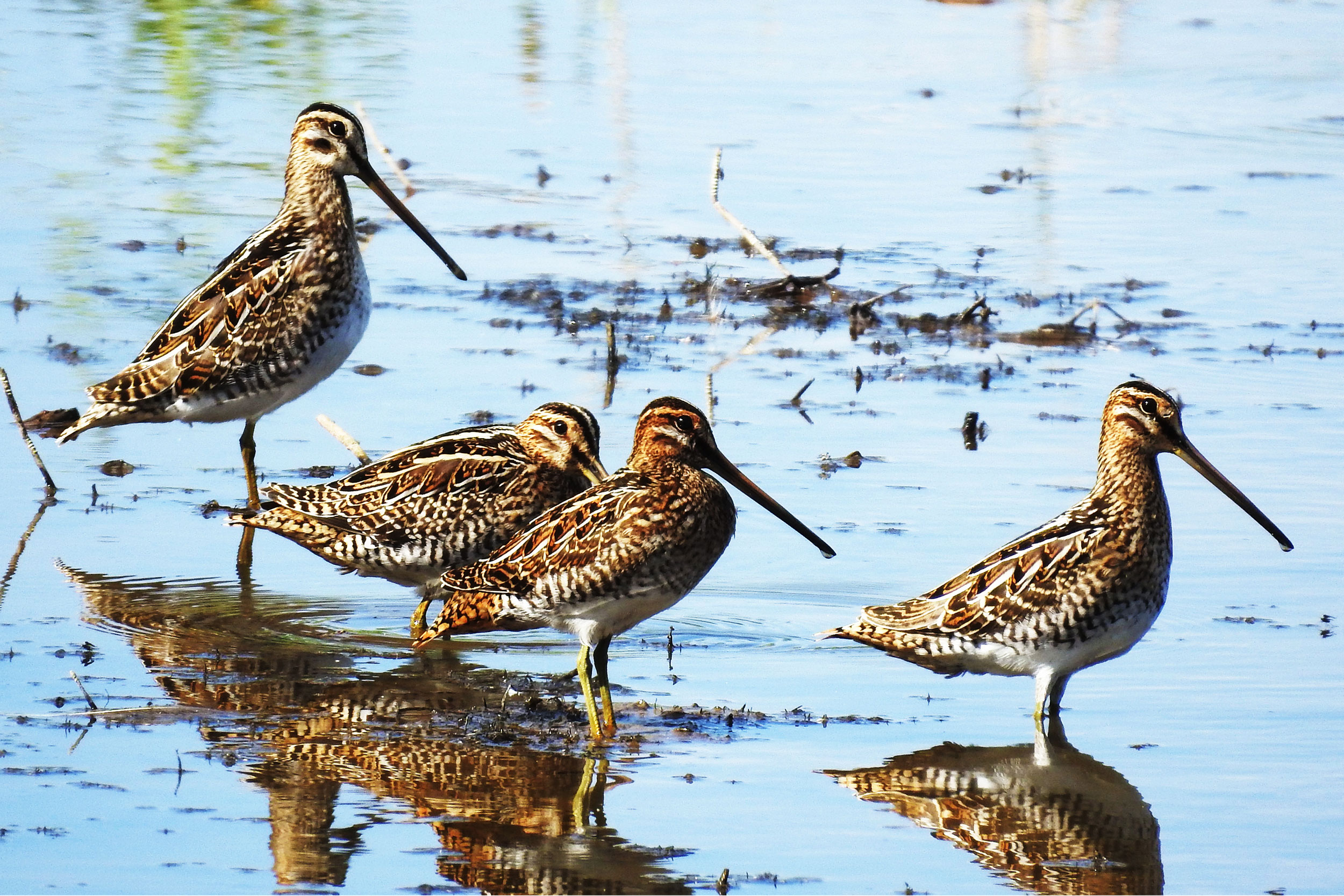 Snipe at RSPB Blacktoft Sands.