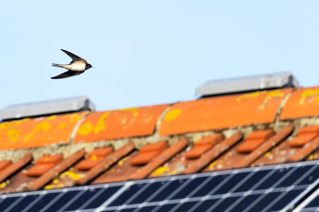 Swallow flying over building with solar panels