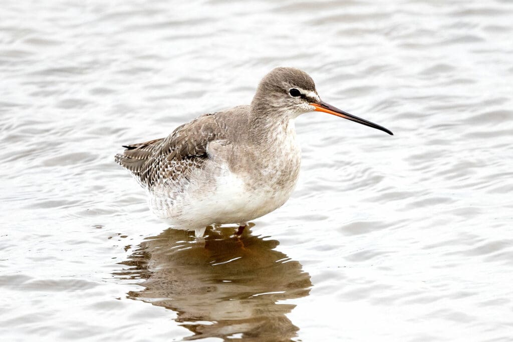 Spotted Redshank