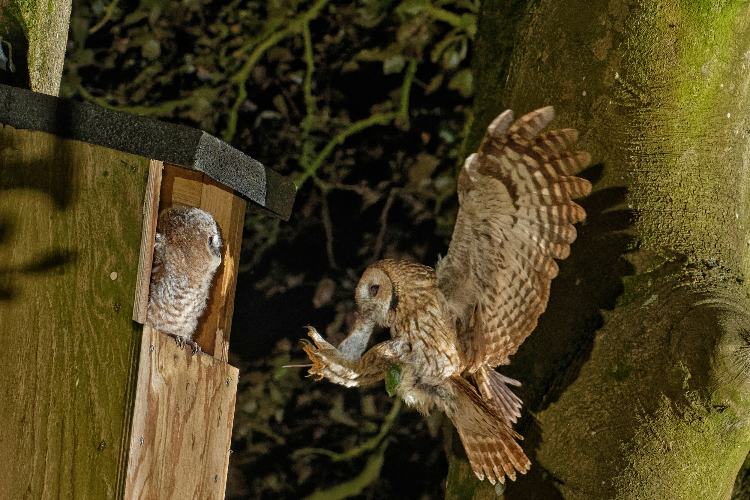 A Tawny Owl enters a nestbox.