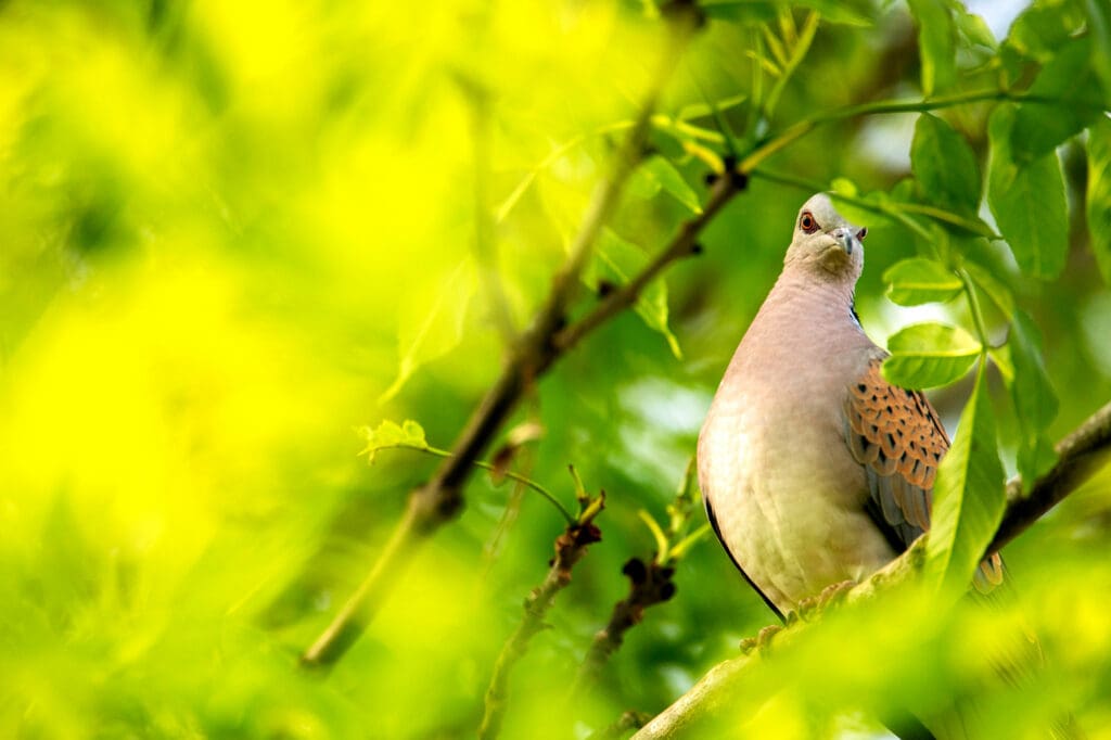 Turtle Dove