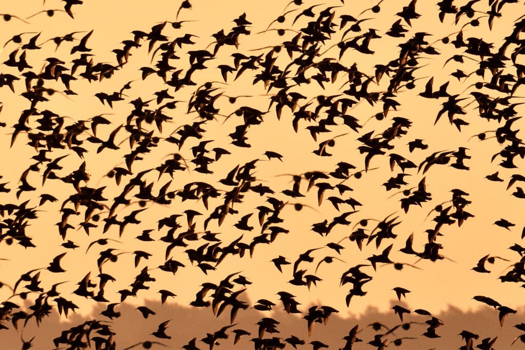 A mixed wader flock flies in the fading light of the Titchwell sunset.