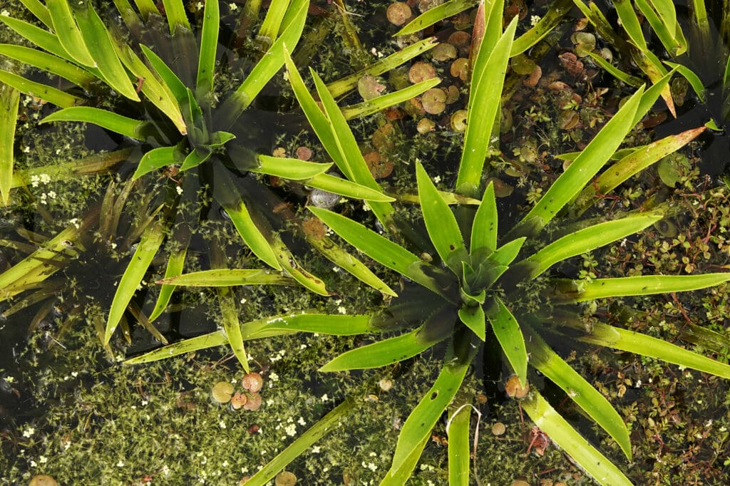 Water Soldier