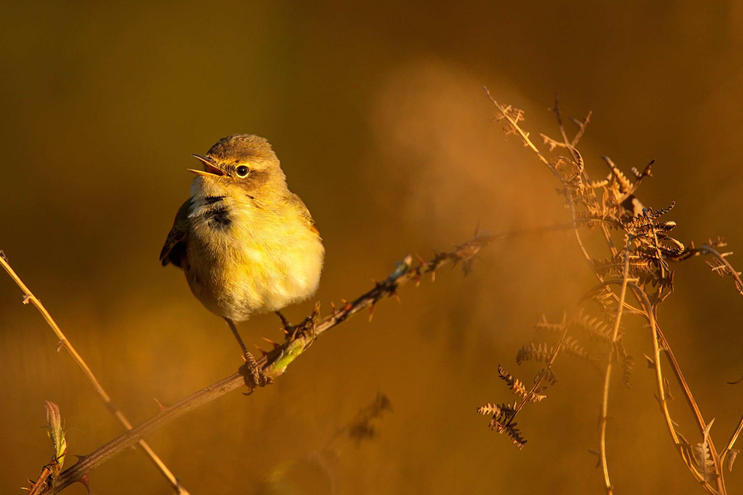 A yellow Chiffchaff against a golden background.