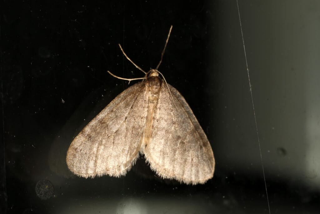 Winter moth (Operophtera brumata)