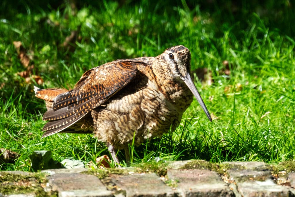 Woodcock