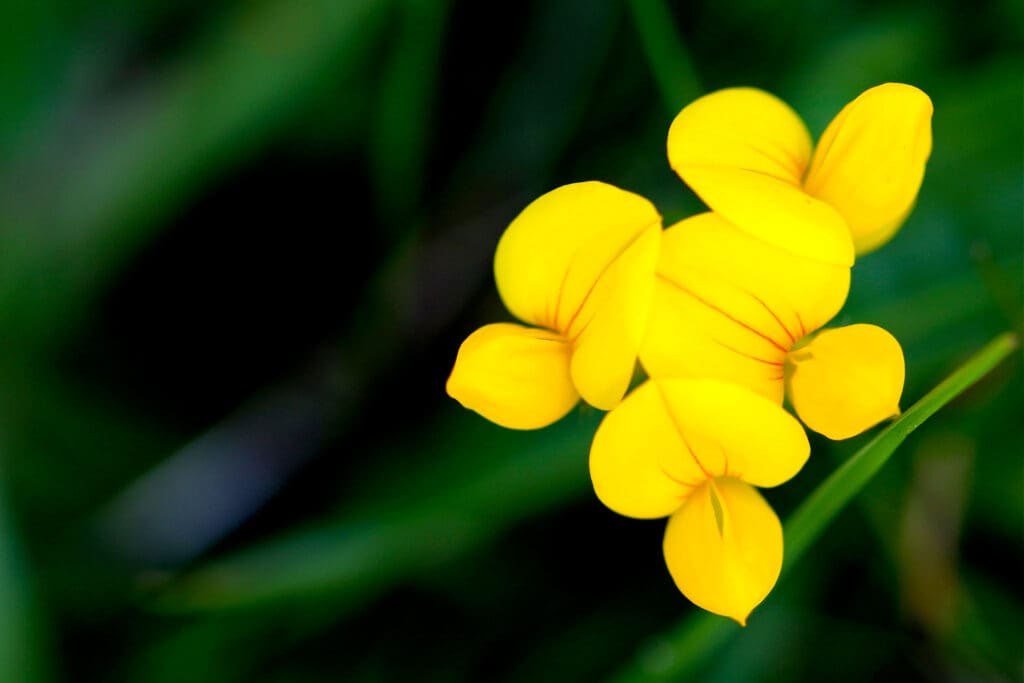 Bird's-foot Trefoil.