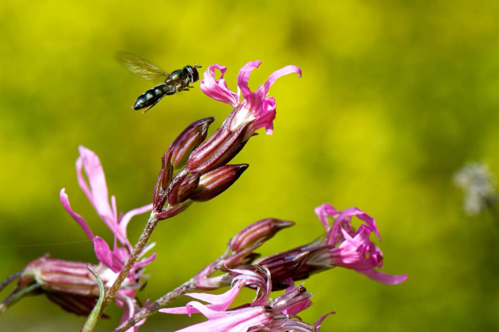 Ragged Robin plant