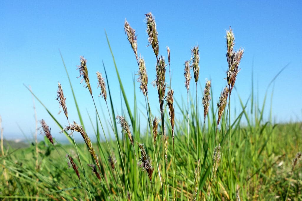 Sweet Vernal Grass