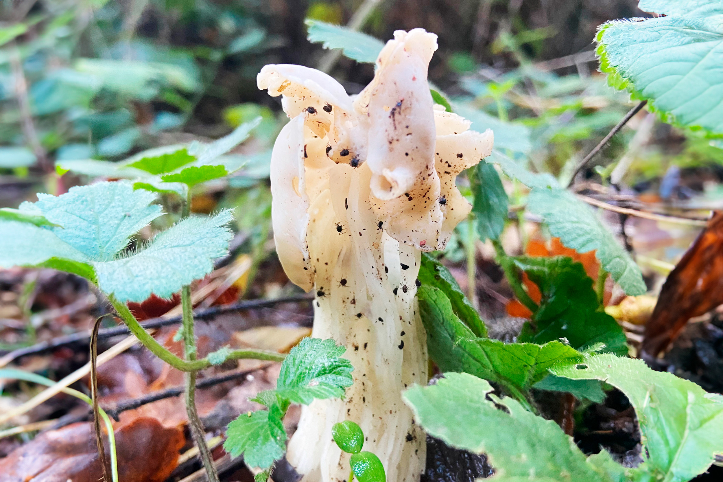 White Saddle fungus on the forest floor.