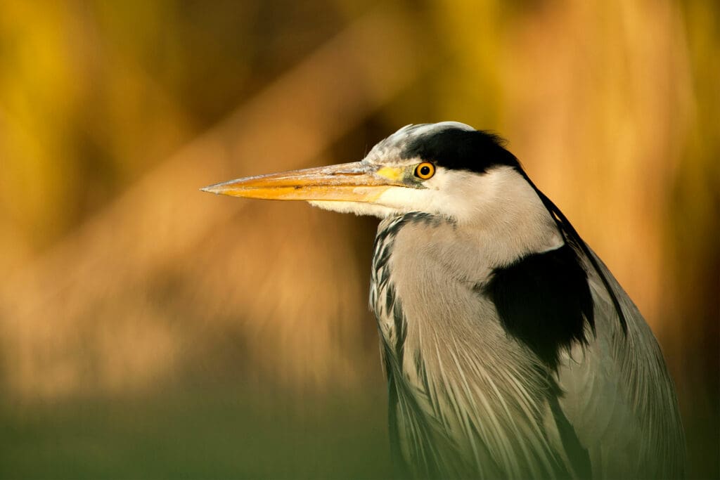 Grey Heron with yellow beak and black and grey plumage looking to the left in front of a blurred golden background.