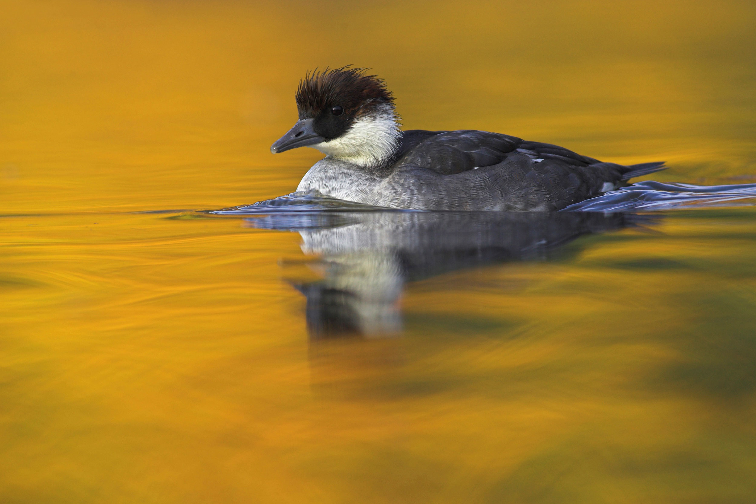 A small duck with a grey body and red and white head swimming in water