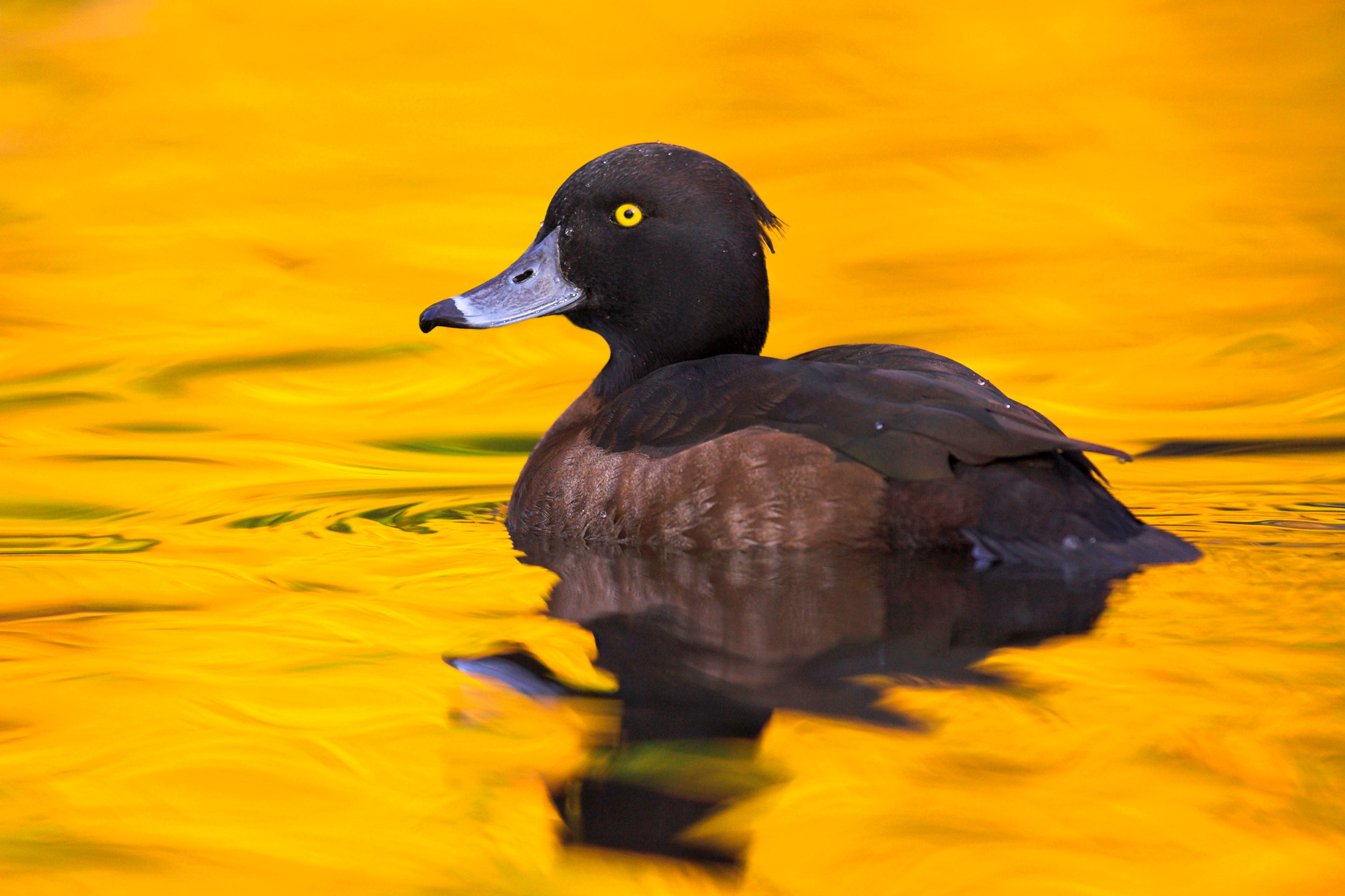 A brown duck with a blue bill floating on water, orange light