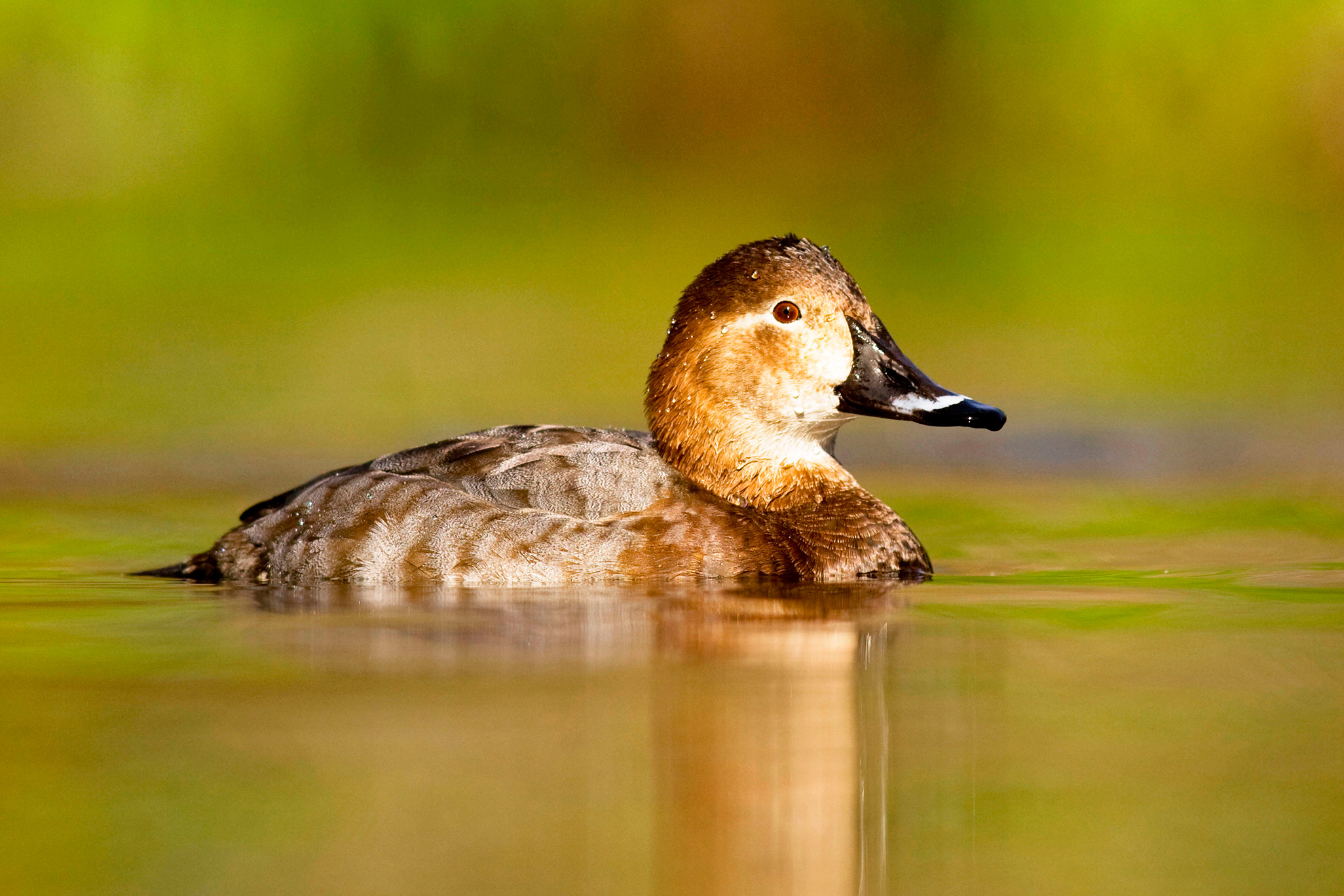 A brown duck with a black bill floating in water