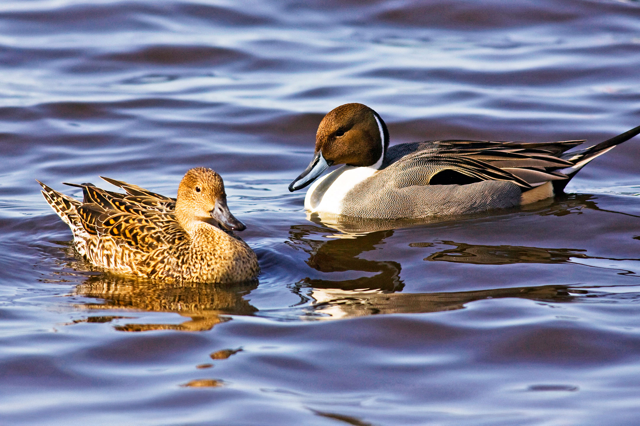 Two ducks swimming on blue water, the one on the left is light brown with black patterns and the larger duck on the right has a grey body, white breast and brown head