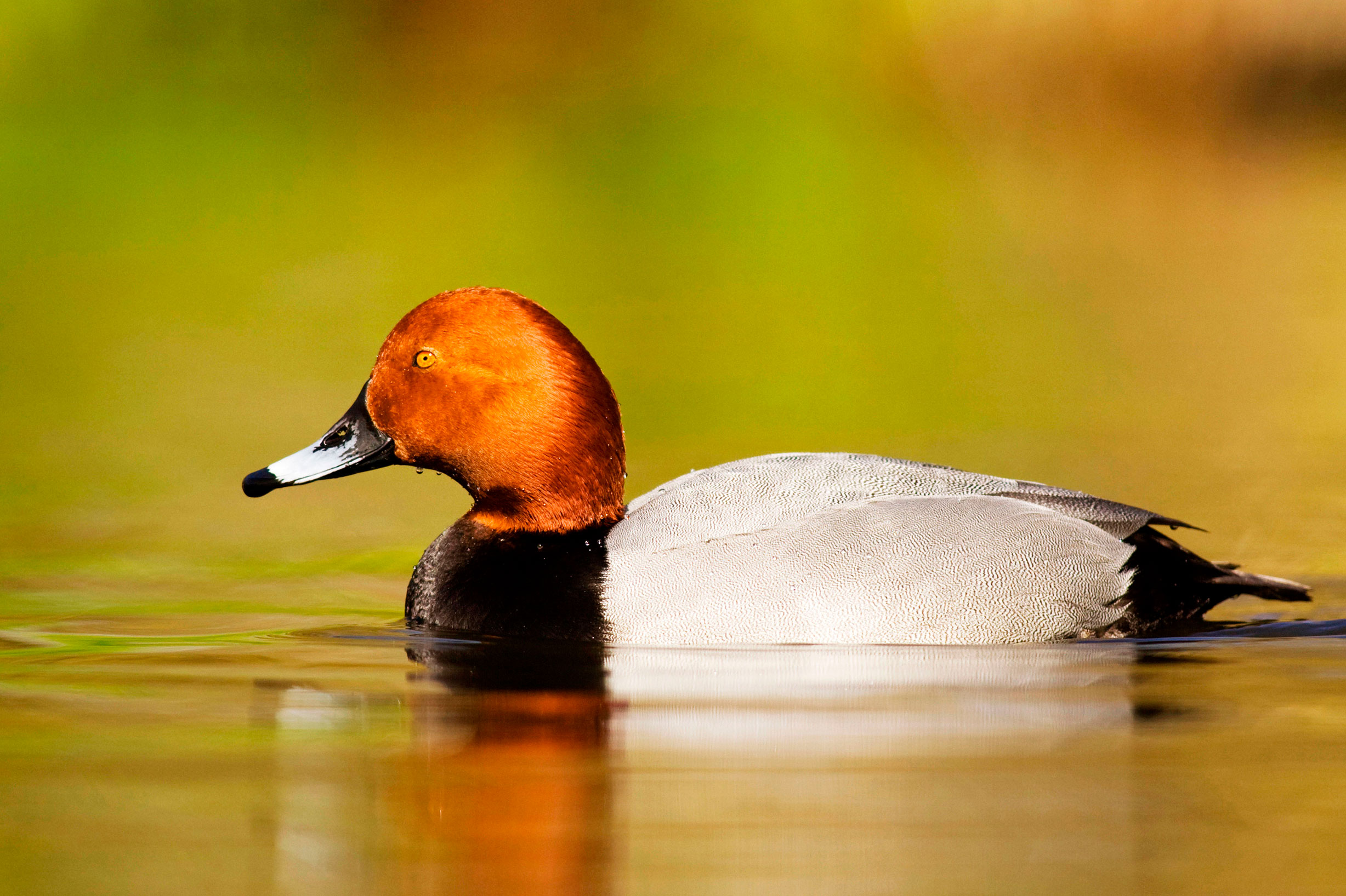 A duck with a grey body, black breast and red head floating in water