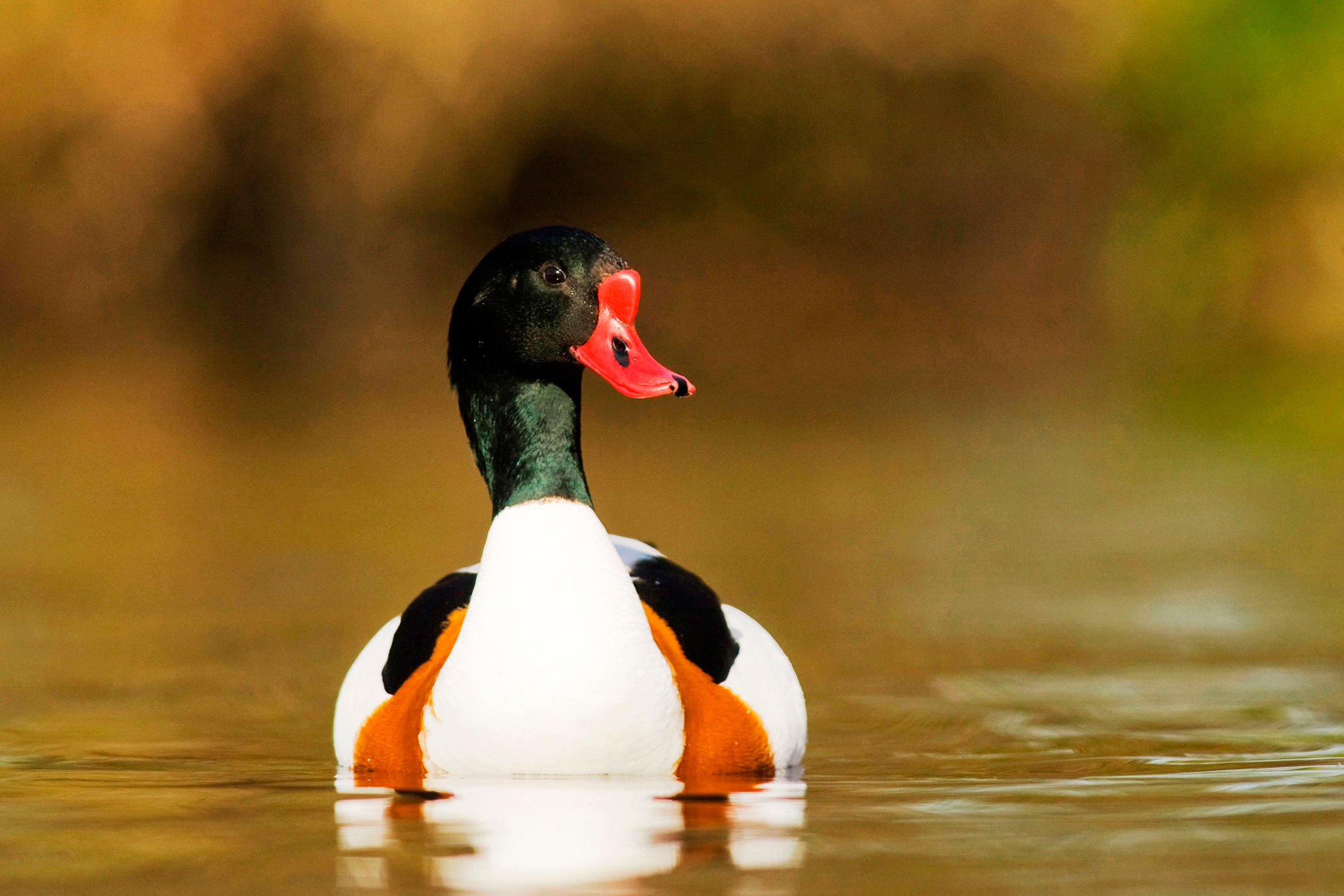 A large duck with a long neck, green head and neck, red bill, white body, floating in water