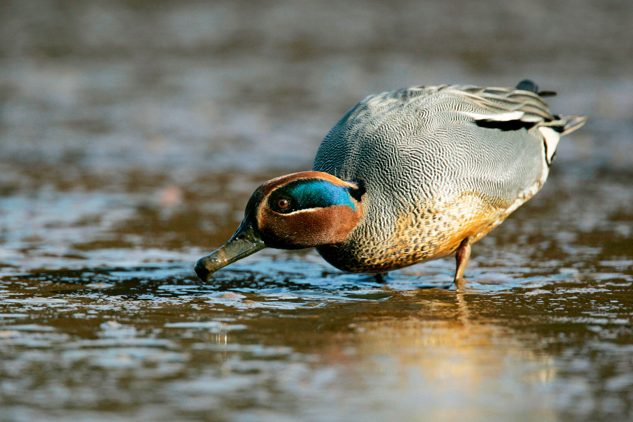 A grey duck with a red and blue head dabbling in mud.