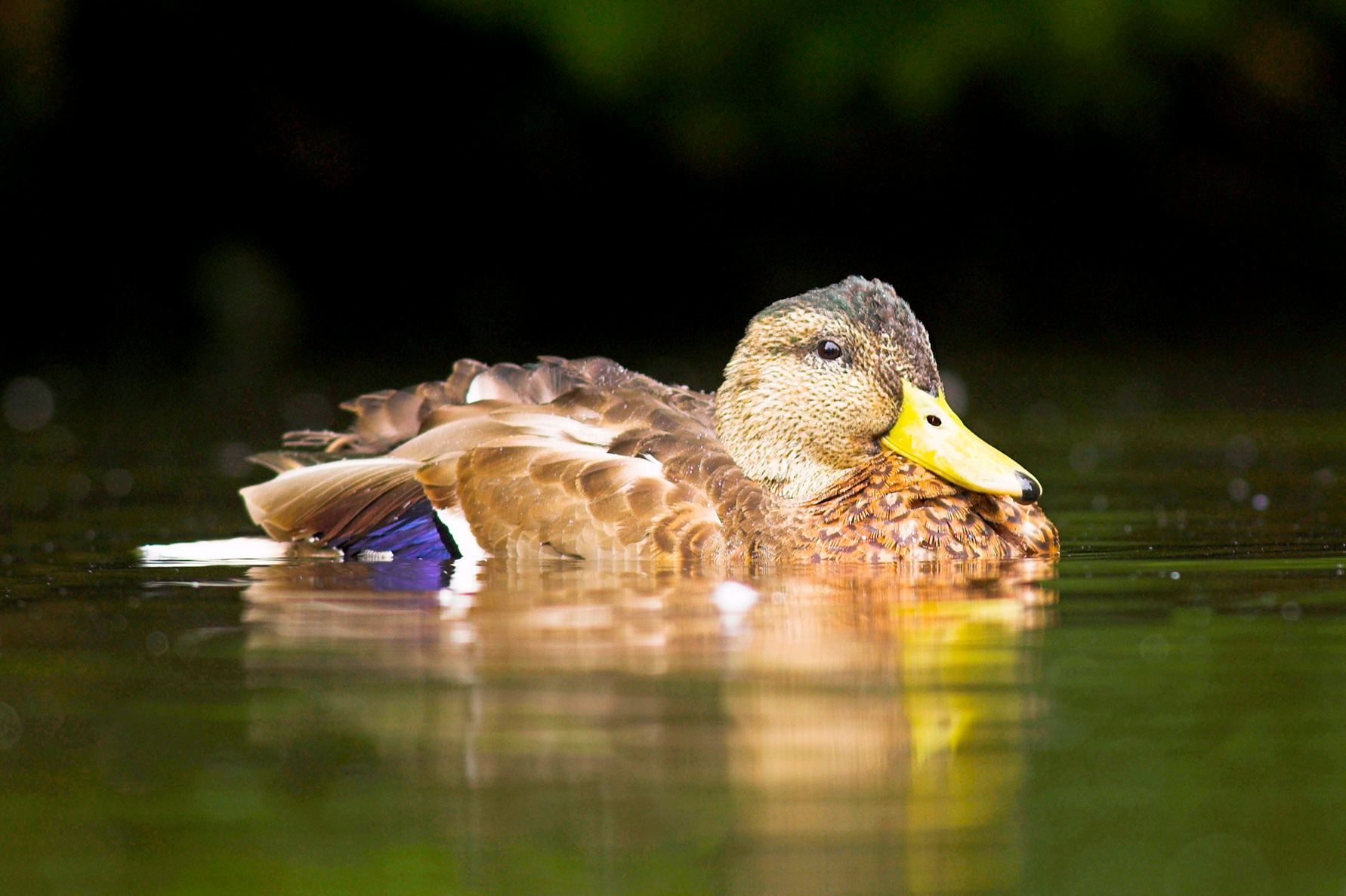 A brown duck with a yellow bill floating on water