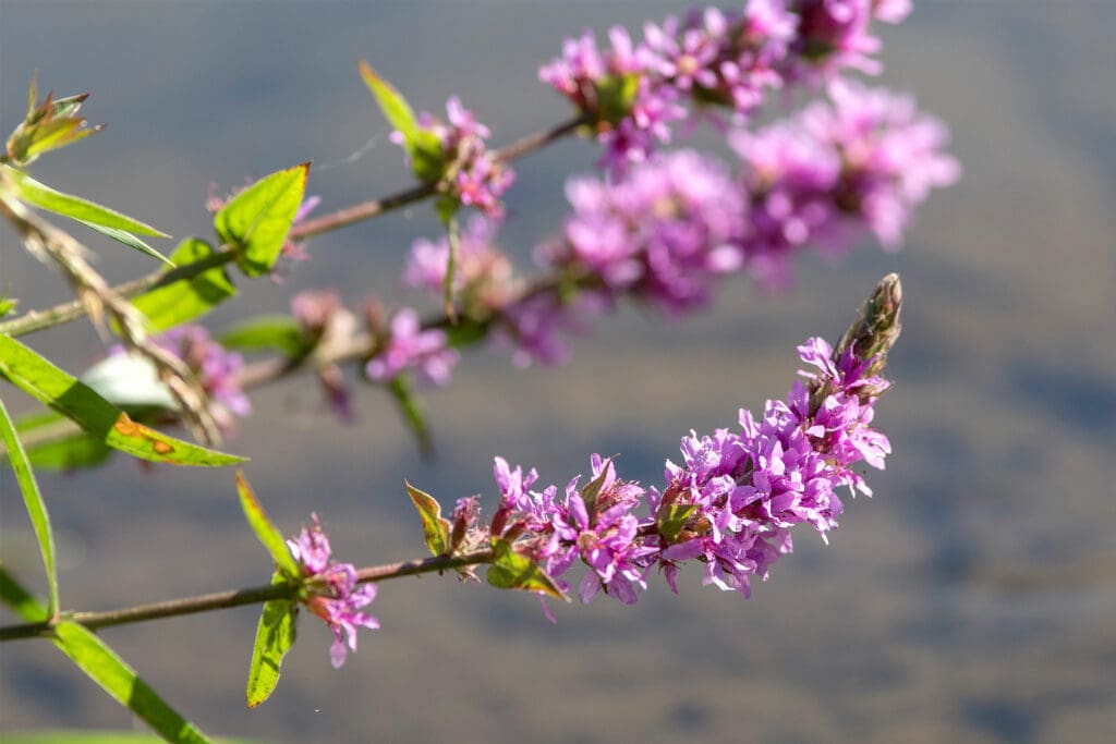 Purple Loosestrife in front of blurred background.