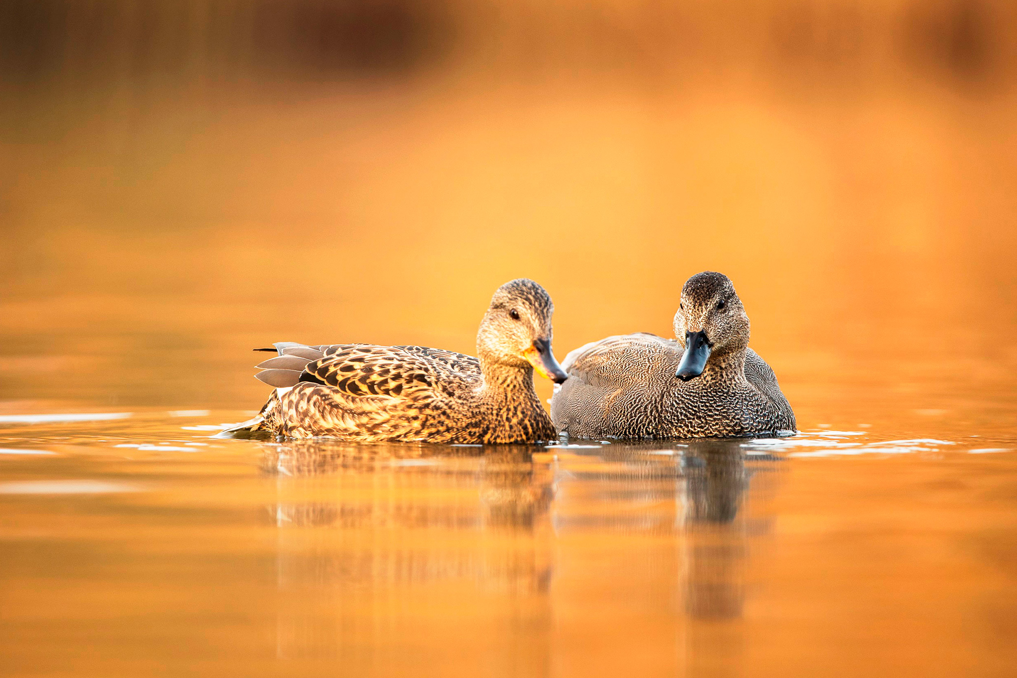 Two grey/brown ducks floating on a water in orange light